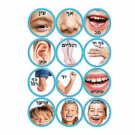 מדבקות 10 דפים איברים מדבקות 10 דפים איברים