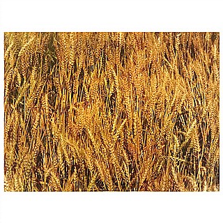 ������ ����� 50*70 �"� - �������