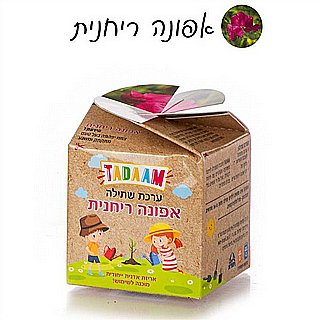 ���� ����� ���� �����