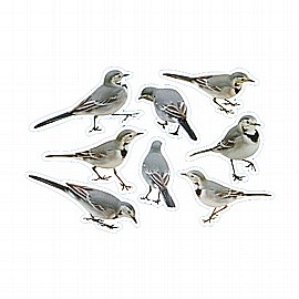 ������ ������� 36 ������