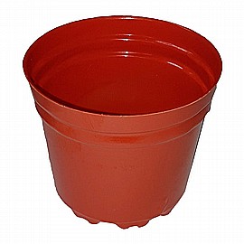 ���� ������ ���� 20 ������