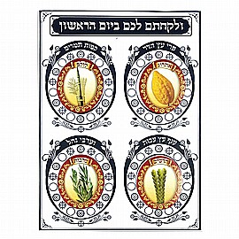 קישוט סוכה שמינית לצביעה סדר נטילת לולב כולל חיתוכים 20 יחידות קישוט סוכה שמינית לצביעה סדר נטילת לולב כולל חיתוכים 20 יחידות